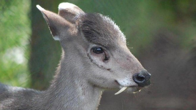 15 фото редких животных доказывающих что природе ещё есть чем нас удивить