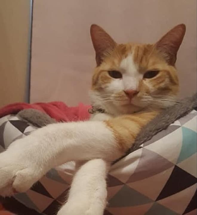 Кот в кроватке Кот лежит