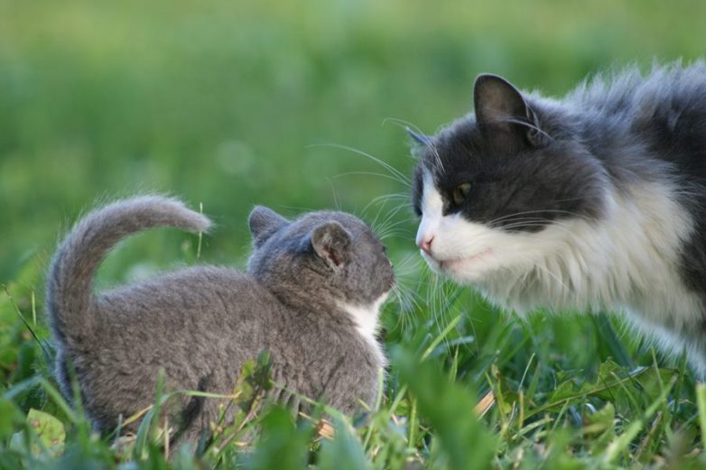 Кошки-мамочки Кошки-мамочки