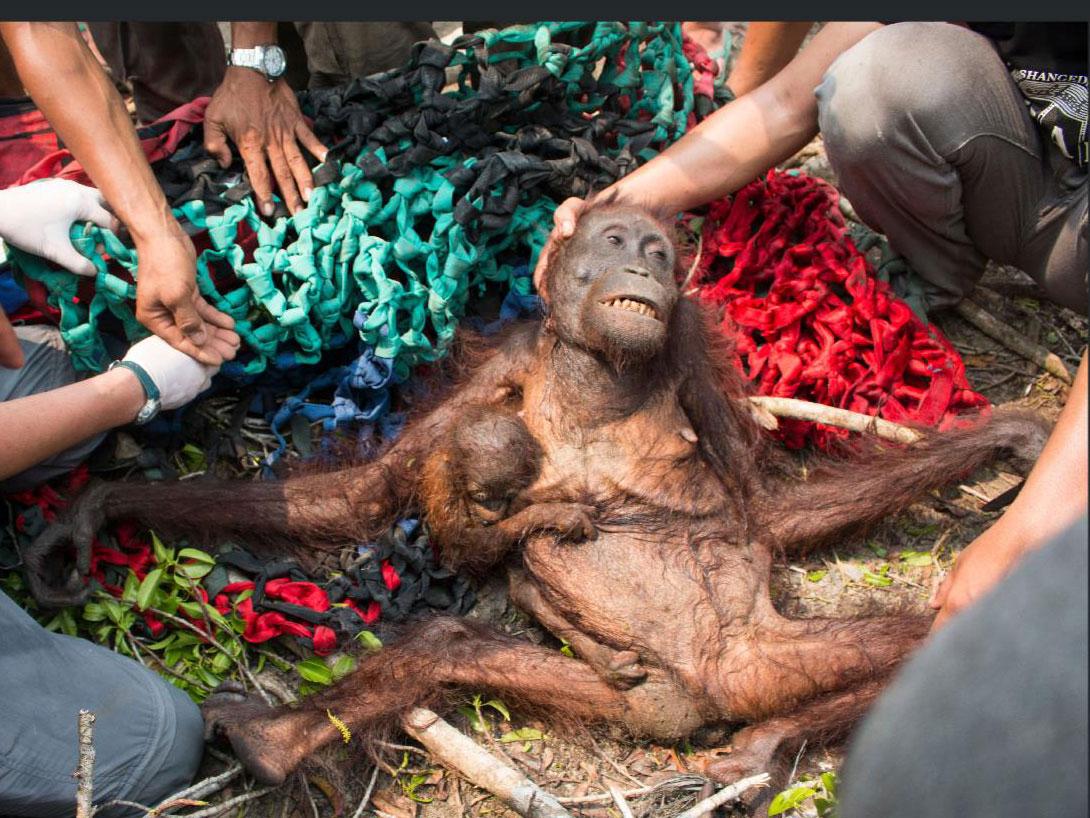 Картинки по запросу palm oil orangutans