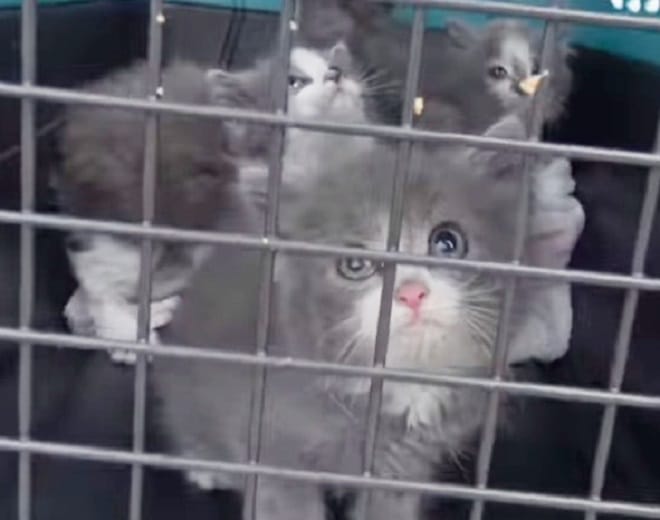 Котята в клетке Котята за решеткой