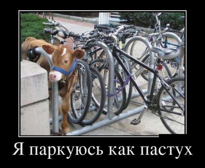 Я паркуюсь как пастух Я паркуюсь как пастух демотиватор, демотиваторы, жизненно, картинки, подборка, прикол, смех, юмор