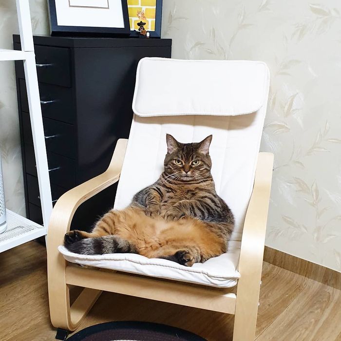11 милых фото кота Мангго, которого так и хочется потискать