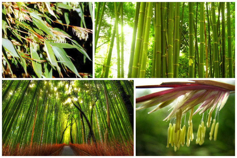 Бамбук интересное, природа, раз в жизни, факты, фауна, флора, цветы