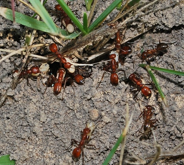 Муравьи-амазонки или муравьи-рабовладельцы (лат. Polyergus) (англ. Amazon ants)