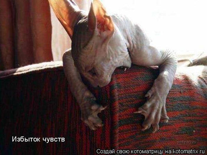 Котоматрицы :)