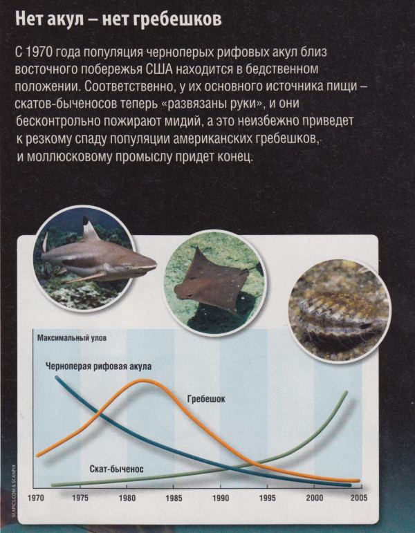 Без хищников в животном мире наступит запустение