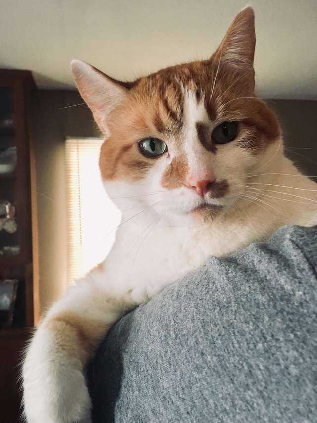 кот сбегает на улицу кот на диване