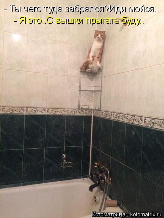 Самые весёлые котоматрицы)) Самые весёлые котоматрицы))