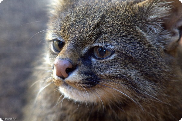 Пампасская кошка (лат. Leopardus pajeros) Пампасская кошка (лат. Leopardus pajeros)