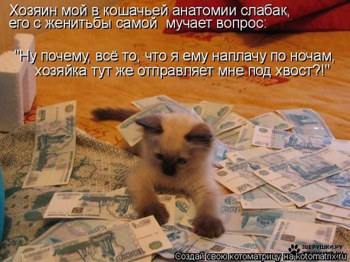 Лучшие котоматрицы недели