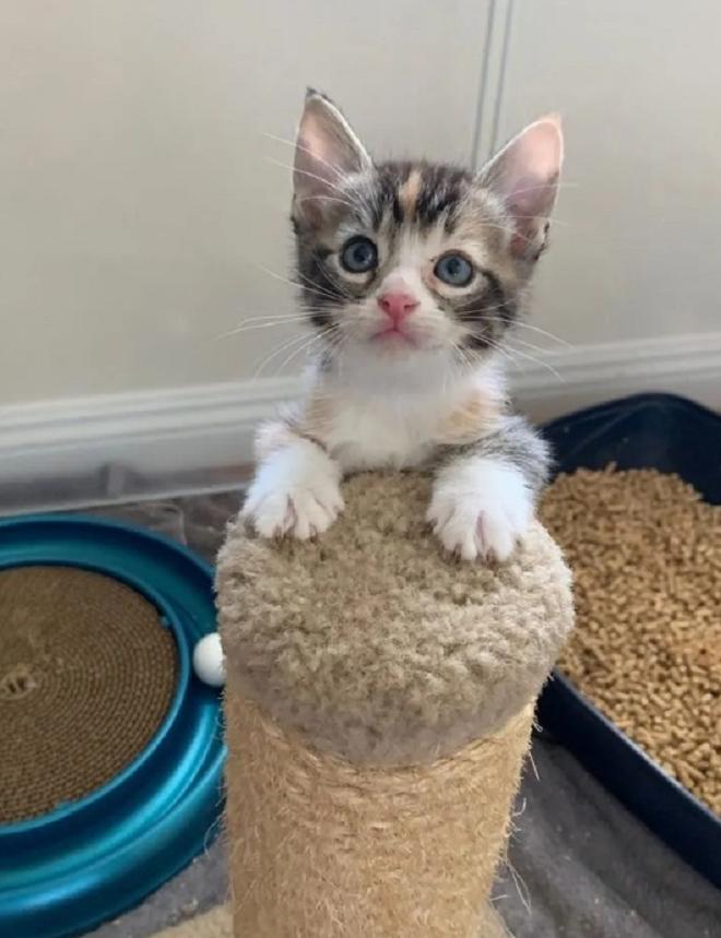 Котенок точит когти Котенок и игрушка