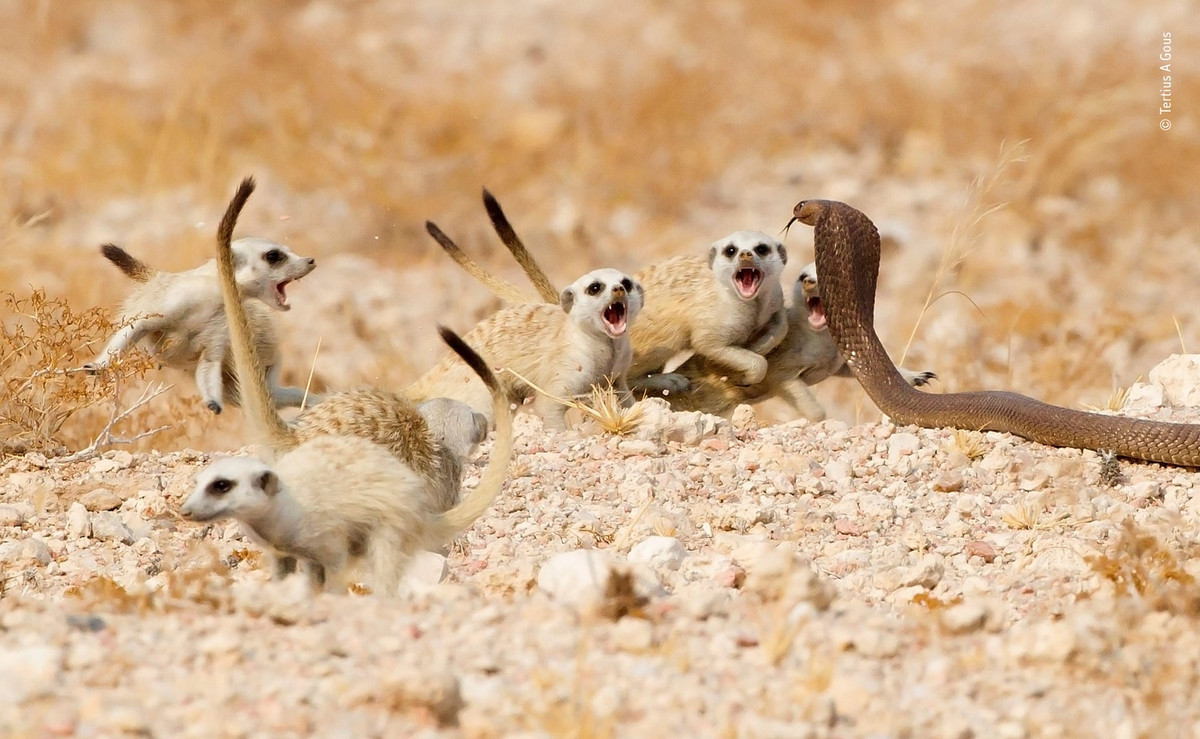 Потрясающие работы конкурса Wildlife Photographer 2019 и 2018