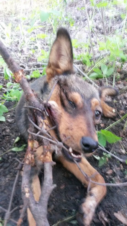 История спасения: она неделю провисела на проволоке и плакала на всю округу...