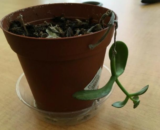 Толковый цветовод знает, для чего втыкать спички в горшки с растениями Толковый цветовод знает, для чего втыкать спички в горшки с растениями