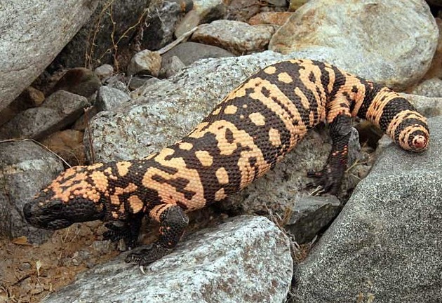 Ящерица Монстр Гила (HELODERMA SUSPECTUM) Ящерица Монстр Гила (HELODERMA SUSPECTUM) интересное, рептилии, ящерицы