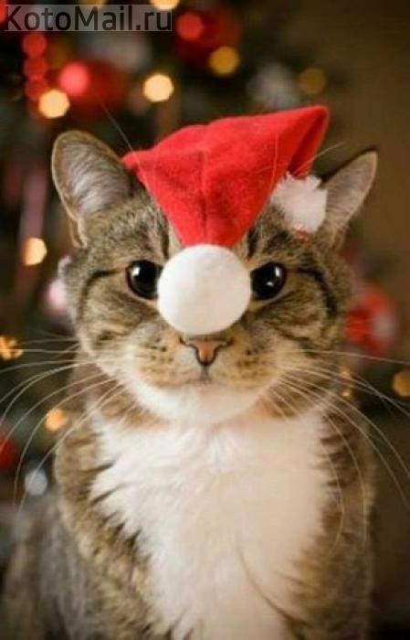 Коты и елка Коты и елка
