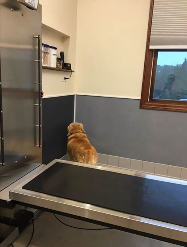 Jack's Strategy At The Vet: If I Can't See You You Can't See Me Jack's Strategy At The Vet: If I Can't See You You Can't See Me
