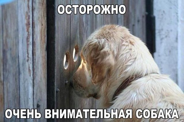 Смешные картинки с подписями Смешные картинки с подписями