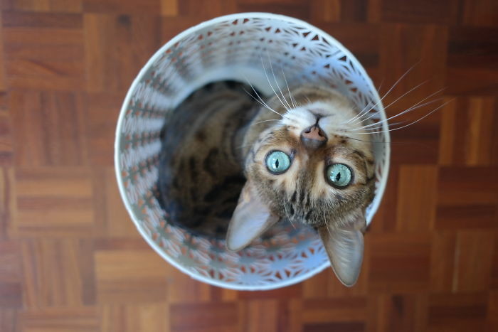 Нет, я не мусор! Нет, я не мусор! вездесущесть, влезть без мыла, животные, котята, кошачьи места, кошки, смешно, фото