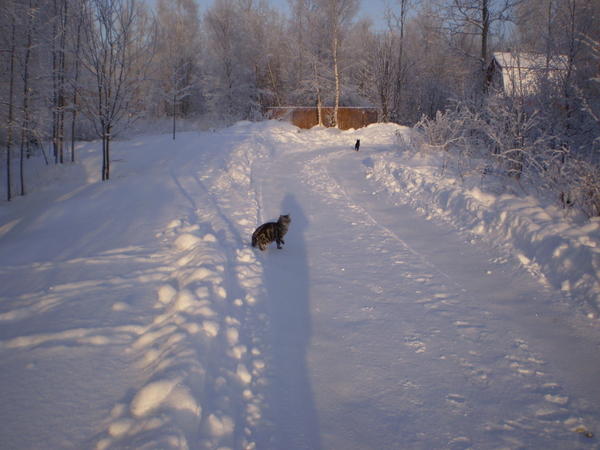 Эх, дороги… Эх, дороги…