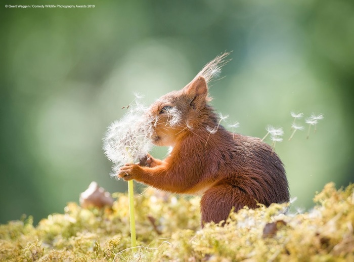 Финалисты конкурса Comedy Wildlife Photography Awards: самые забавные фотки из мира дикой природы за 2019 год Фотография, Дикая природа, Животные, Птицы, Длиннопост