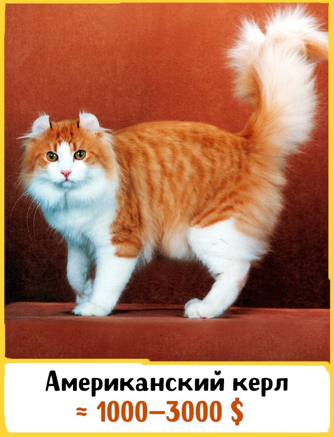 19 шикарных кошек, которые стоят целое состояние