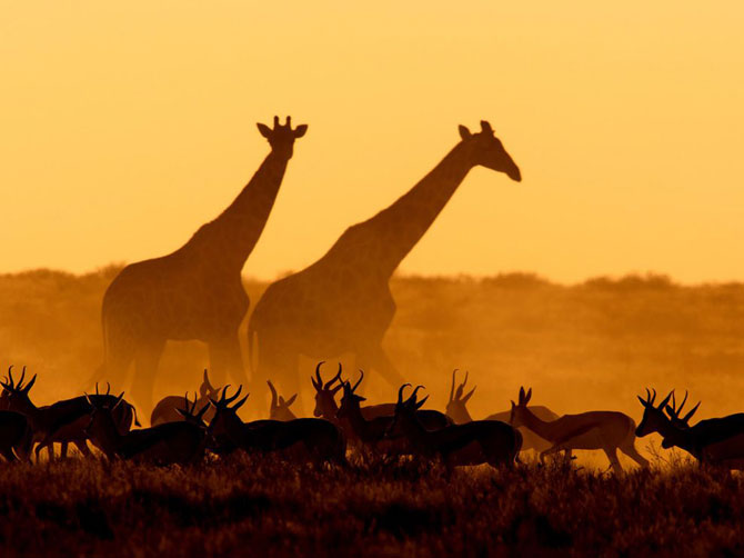 Лучшие фотографии National Geographic в июле