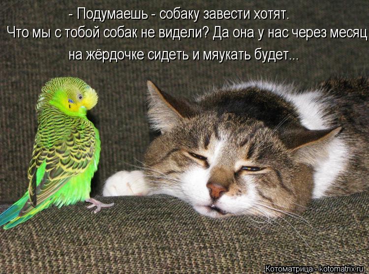 Пятничная котоматрица! Пятничная котоматрица!