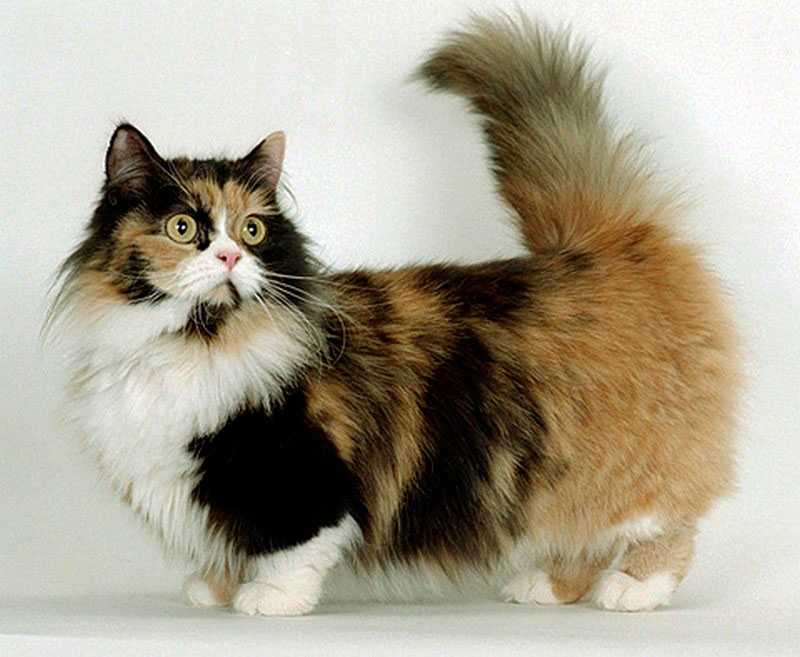 http://www.vancats.ru/images_7/Cat/Munchkin_cat_9.jpg