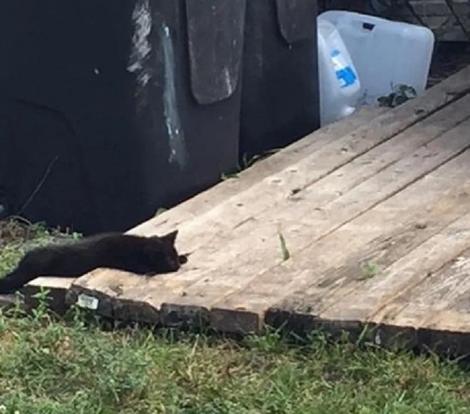 Котенок на досках Котенок лежит