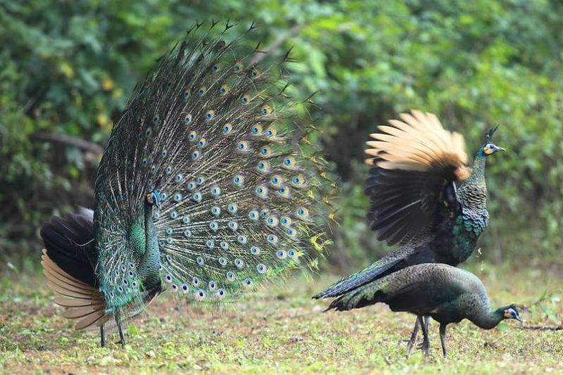 peafowl     Phu Khieo