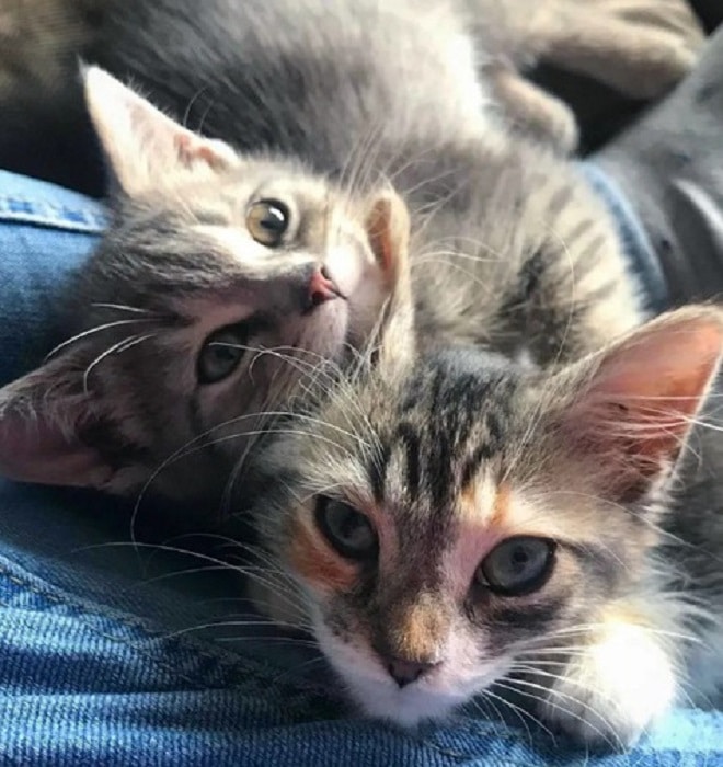 Милые котята Котята лежат