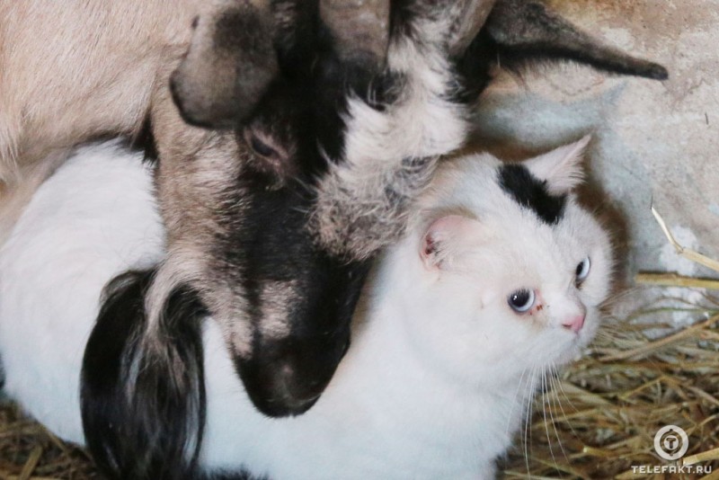 Вопреки законам природы: кот и коза образовали влюбленную пару
