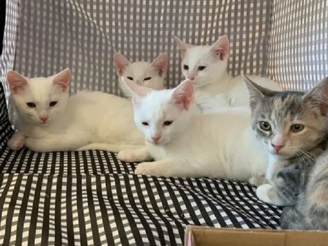 Пять котят Котята лежат