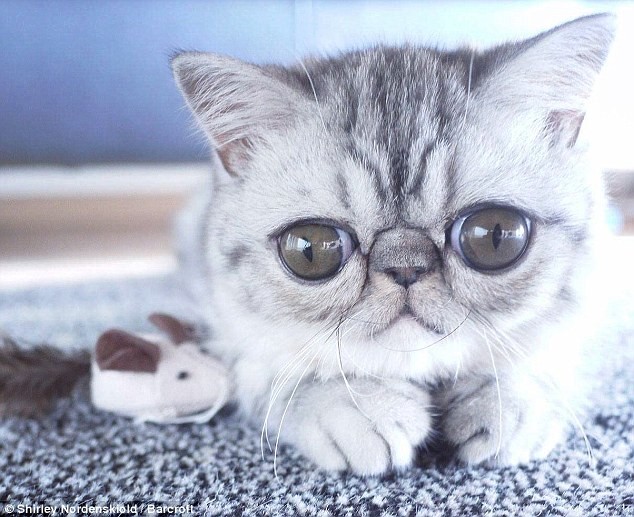 Удивленный кот по кличке Герман Удивленный кот по кличке Герман