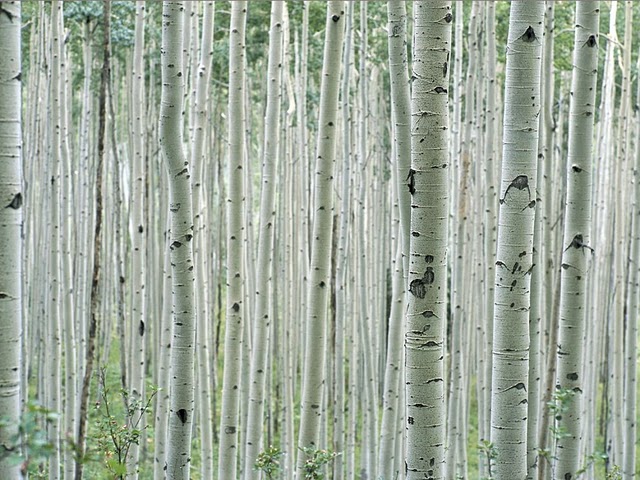 aspen grove colorado 1318 990x742 Узоры в природе : деревья