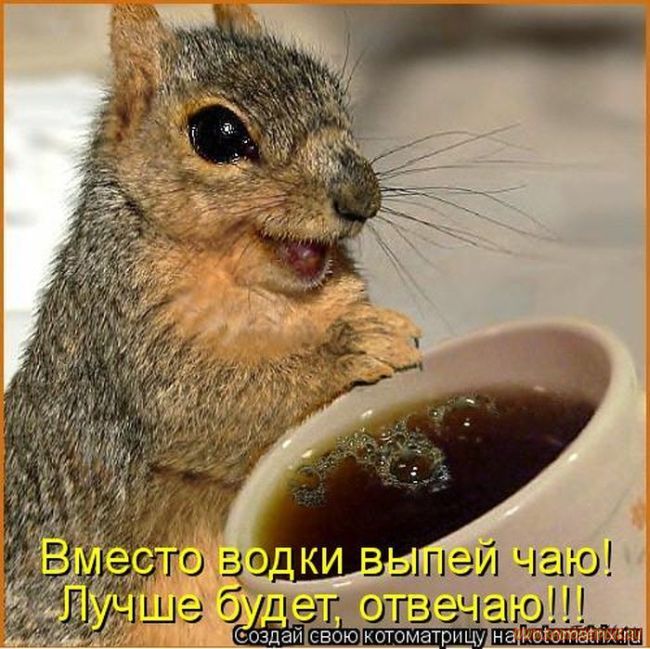 Котоматрицы великолепные, каждая с кусочком позитива и хорошего настроения!!! Котоматрицы великолепные, каждая с кусочком позитива и хорошего настроения!!!
