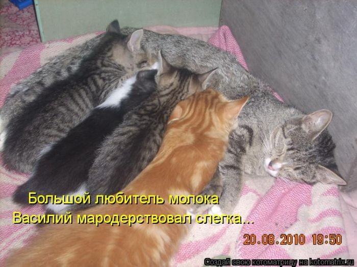 Без кота жизнь не та (50 фото ) Без кота жизнь не та (50 фото )