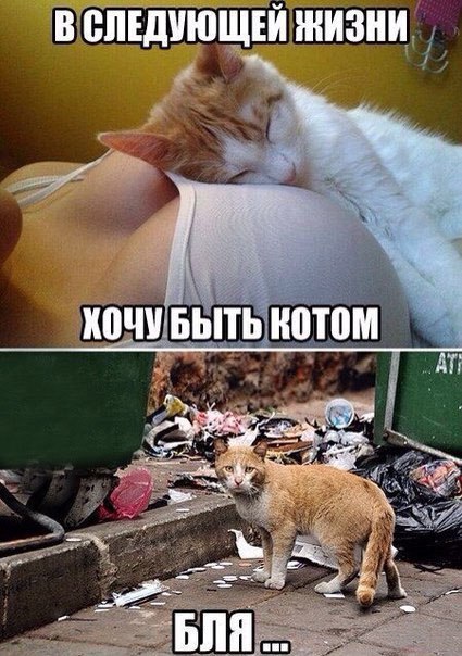 Прикольные картинки с надписями для поднятия настроения (11 фото) Прикольные картинки с надписями для поднятия настроения (11 фото)