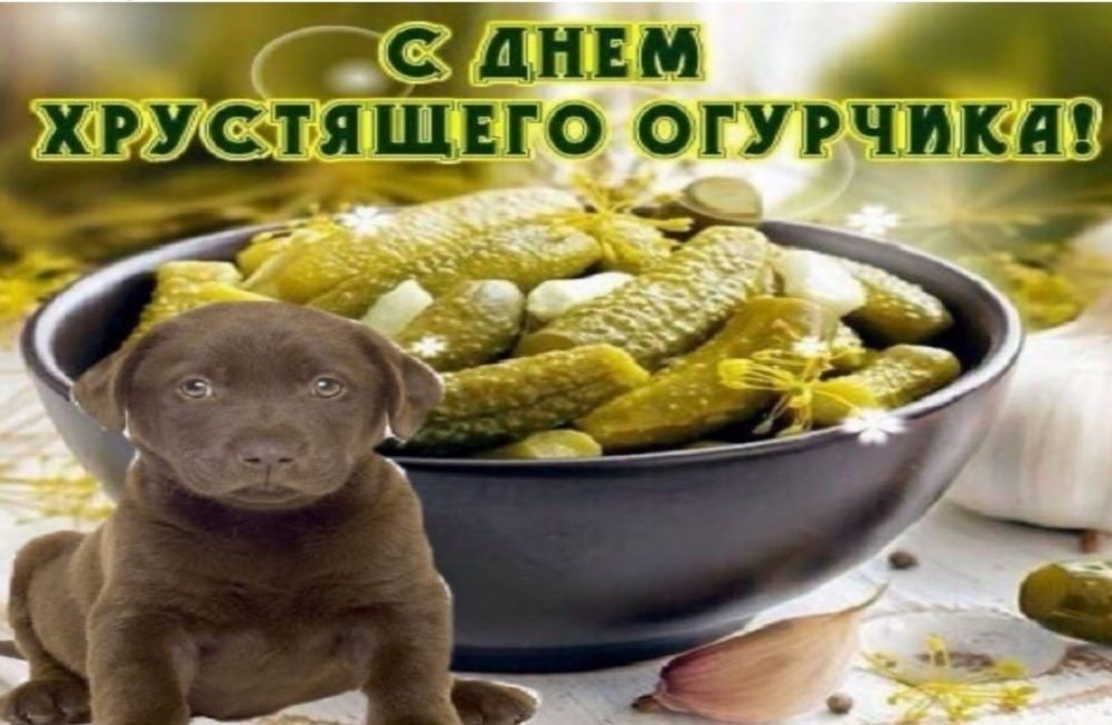 10 упоротых открыток с поздравлениями из WhatsApp