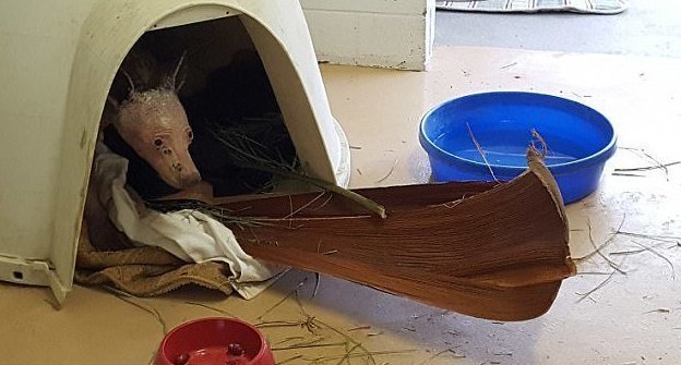 Малышка в своем новом домике Малышка в своем новом домике барибал, животные, калифорния, медведица, медвежонок, спасение, фото