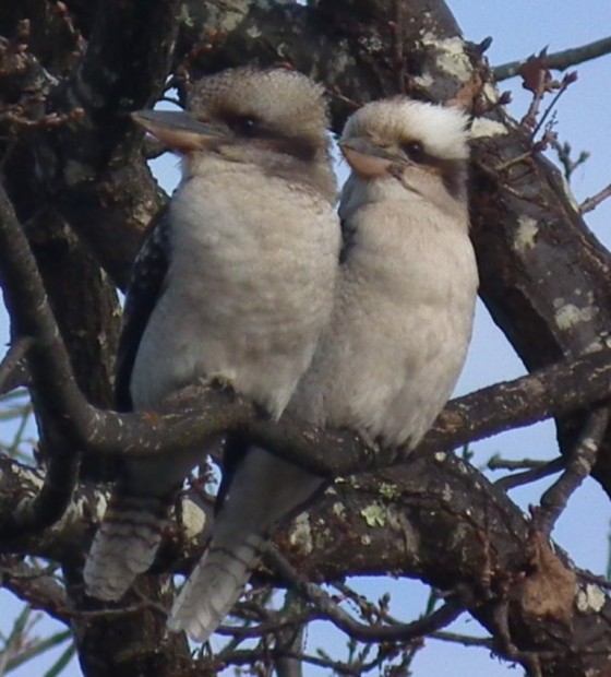 Смеющаяся кукабарра или зимородок-великан (лат. Dacelo novaeguineae/Dacelo gigas) (англ. Laughing Kookaburra)