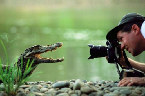 Фотографы дикой природы