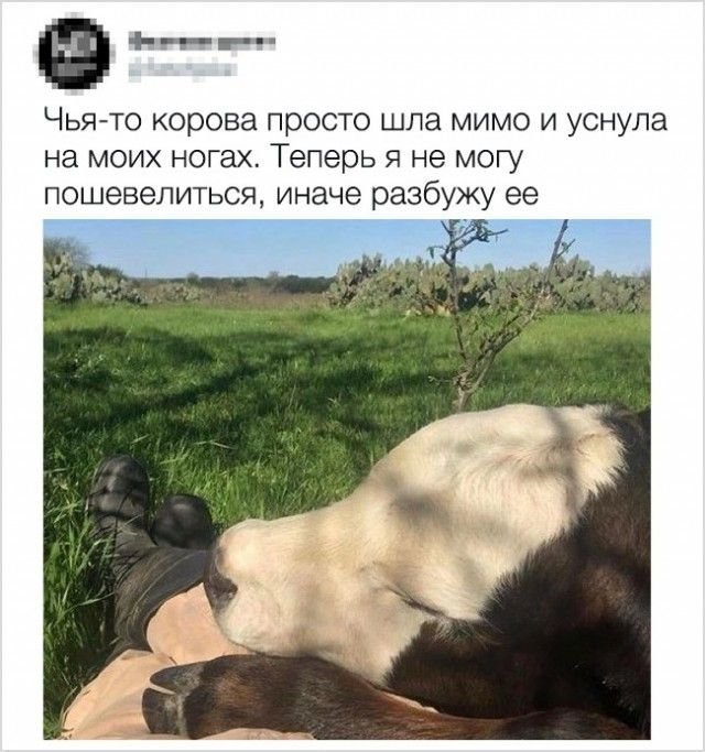 Очередной набор картинок для позитива и животворящего смеха Очередной набор картинок для позитива и животворящего смеха