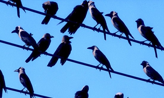 Ворон считать  русские, смысл, фразы