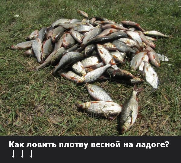 плотва летом на озере плотва летом на озере