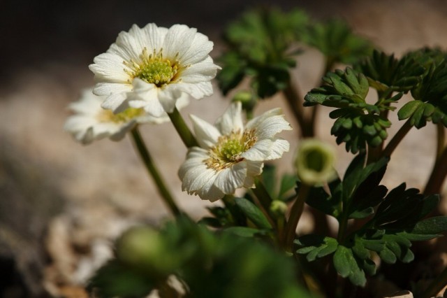 Каллиантемум, также Красивоцвет, или Рутовник (Callianthemum)