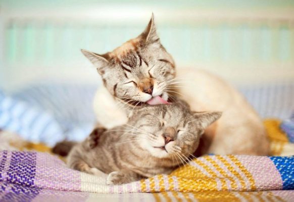 Влюбленные котейки Влюбленные котейки