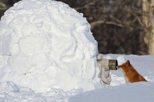 Фотографы дикой природы